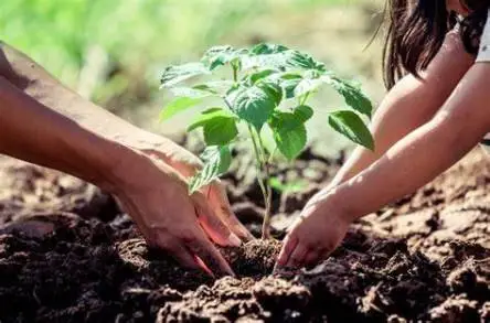 Alexa planta un árbol: la frase para sembrar árboles desde la casa y ayudar a reforestar, esto es mas que digital.  
